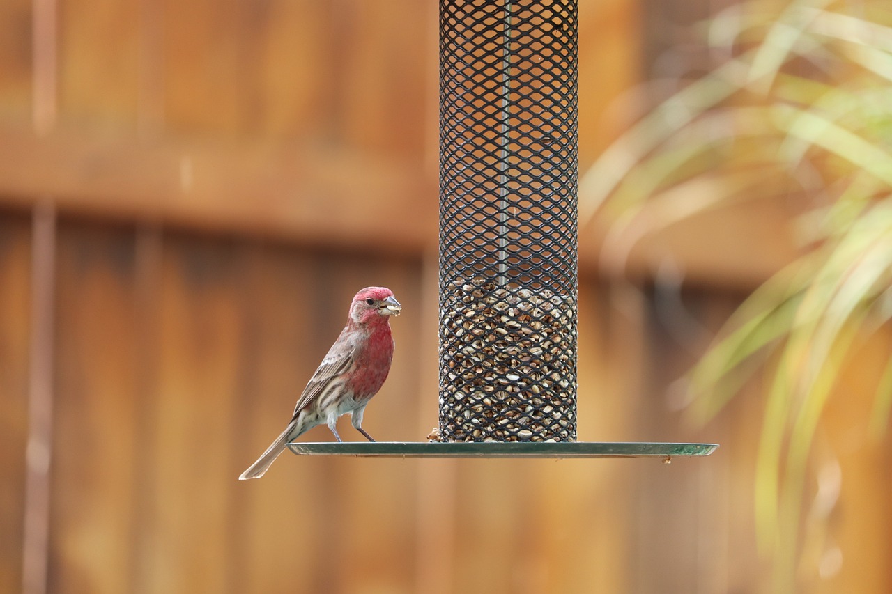 Repurpose Your Grandma's Old Teapot into a Bird Feeder